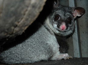 Bunbury Wildlife Park - Accommodation Main Beach 2
