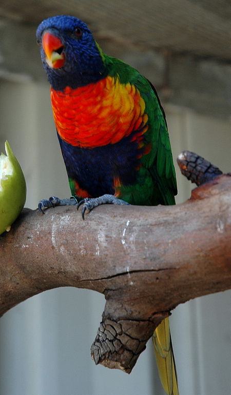 Bunbury Wildlife Park - Accommodation Main Beach 3