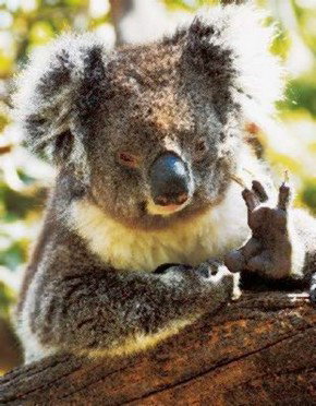 Gorge Wildlife Park - Accommodation Main Beach 0