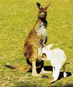 Gorge Wildlife Park - Accommodation Main Beach 1