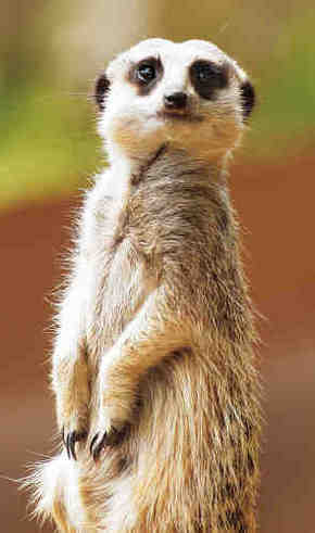 Gorge Wildlife Park - Accommodation Main Beach 2