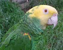 Gorge Wildlife Park - Accommodation Main Beach 3