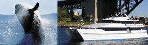 Prestige Harbour Cruises - Accommodation Main Beach 3