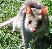 Urimbirra Wildlife Park - Accommodation Main Beach
