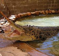 Wyndham Zoological Gardens and Crocodile Park - Accommodation Main Beach