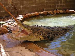 Wyndham Zoological Gardens And Crocodile Park - Accommodation Main Beach 0