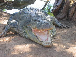 Wyndham Zoological Gardens And Crocodile Park - Accommodation Main Beach 2