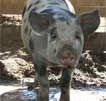 Wagga Wagga Zoo - Accommodation Main Beach
