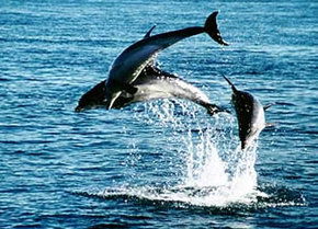 Polperro Dolphin Swims - Accommodation Main Beach 1