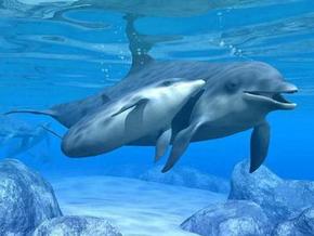 Polperro Dolphin Swims - Accommodation Main Beach 3