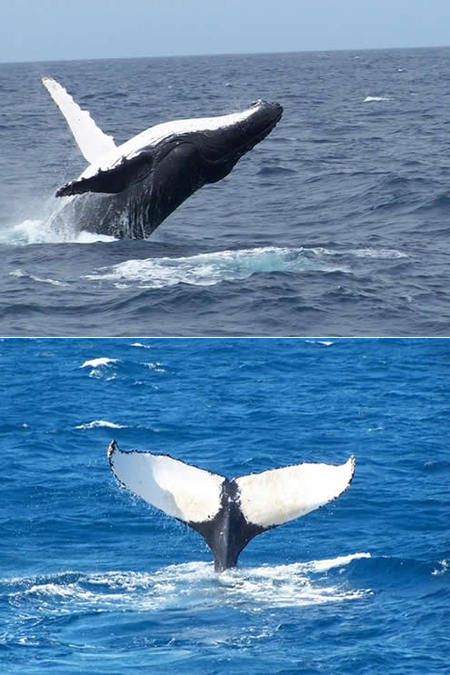Mills Charters Fishing And Whale Watch Cruises - Accommodation Main Beach 3