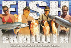 Ningaloo Blue Dive - Accommodation Main Beach 2