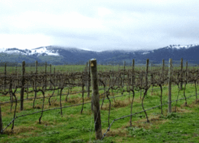 Kinloch Wines - Accommodation Main Beach