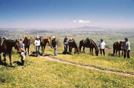 Watsons Trail Rides - Accommodation Main Beach 1