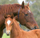 Blue Gum Farm - Accommodation Main Beach