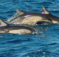 Dolphin Swim Australia - Accommodation Main Beach