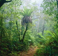 Lamington National Park and OReillys - Accommodation Main Beach
