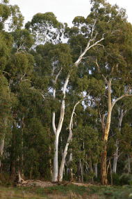 Heysen - The Cedars - Accommodation Main Beach 2