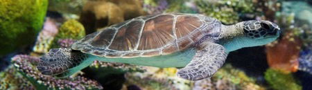 Melbourne Aquarium - Accommodation Main Beach 1