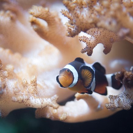 Melbourne Aquarium - Accommodation Main Beach 2