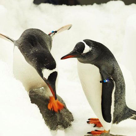 Melbourne Aquarium - Accommodation Main Beach 3