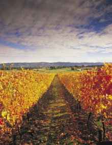 Melbourne And Surrounds VIC Accommodation Main Beach