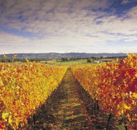 Link Tours - Accommodation Main Beach