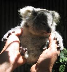 Koala Park Sanctuary - Accommodation Main Beach 1