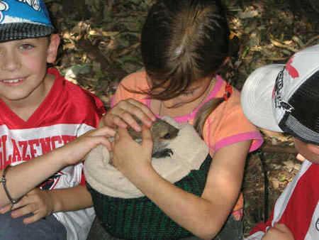 Koala Park Sanctuary - Accommodation Main Beach 3
