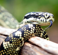 Reptile Encounters - Accommodation Main Beach