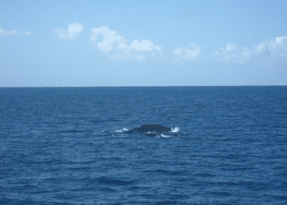 Carlo Fishing Charters - Accommodation Main Beach 1