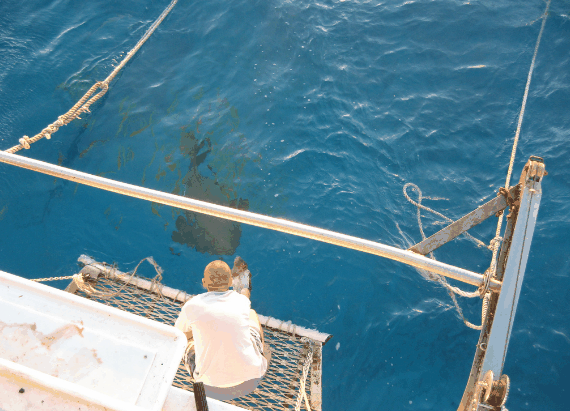 Carlo Fishing Charters - Accommodation Main Beach 4