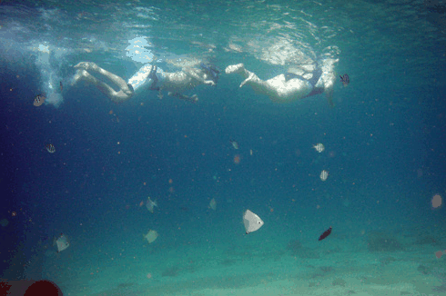 Australian Kayaking Adventures - Accommodation Main Beach 5