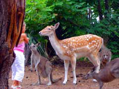 Birdland Animal Park - Accommodation Main Beach 4