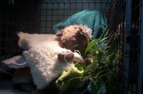 Jirrahlinga Koala & Wildlife Sanctuary - Accommodation Main Beach 3