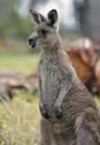 Jirrahlinga Koala & Wildlife Sanctuary - Accommodation Main Beach 4