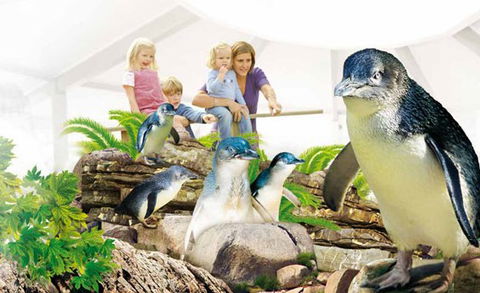 Manly SEA LIFE Sanctuary - Accommodation Main Beach 1