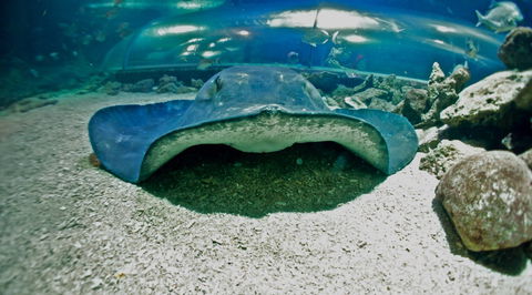 Manly SEA LIFE Sanctuary - Accommodation Main Beach 3