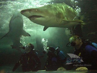 Manly SEA LIFE Sanctuary - Accommodation Main Beach 5