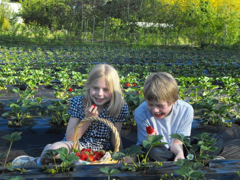 Blue Hills Berries & Cherries - Accommodation Main Beach 0