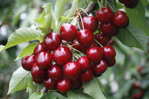 Blue Hills Berries & Cherries - Accommodation Main Beach 2