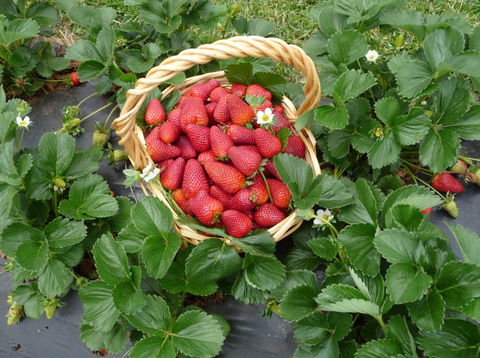 Blue Hills Berries & Cherries - Accommodation Main Beach 3
