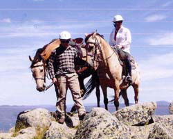 High Country Horses - Accommodation Main Beach 3