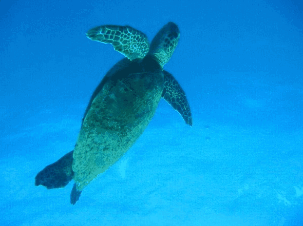 Redcliffe QLD Accommodation Main Beach