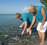Aquascene Fish Feeding Sanctuary - Accommodation Main Beach