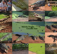 The Malcolm Douglas Crocodile Park - Accommodation Main Beach