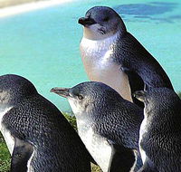 Rockingham Wild Encounters - Accommodation Main Beach