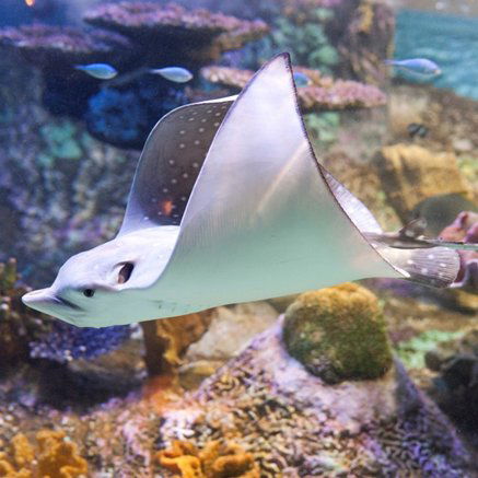 Melbourne Aquarium - Accommodation Main Beach 4