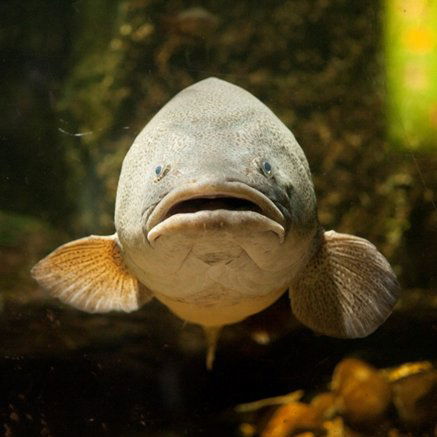 Melbourne Aquarium - Accommodation Main Beach 5
