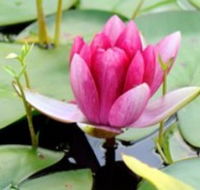 The Lotus Day Spa and Retreat - Accommodation Main Beach